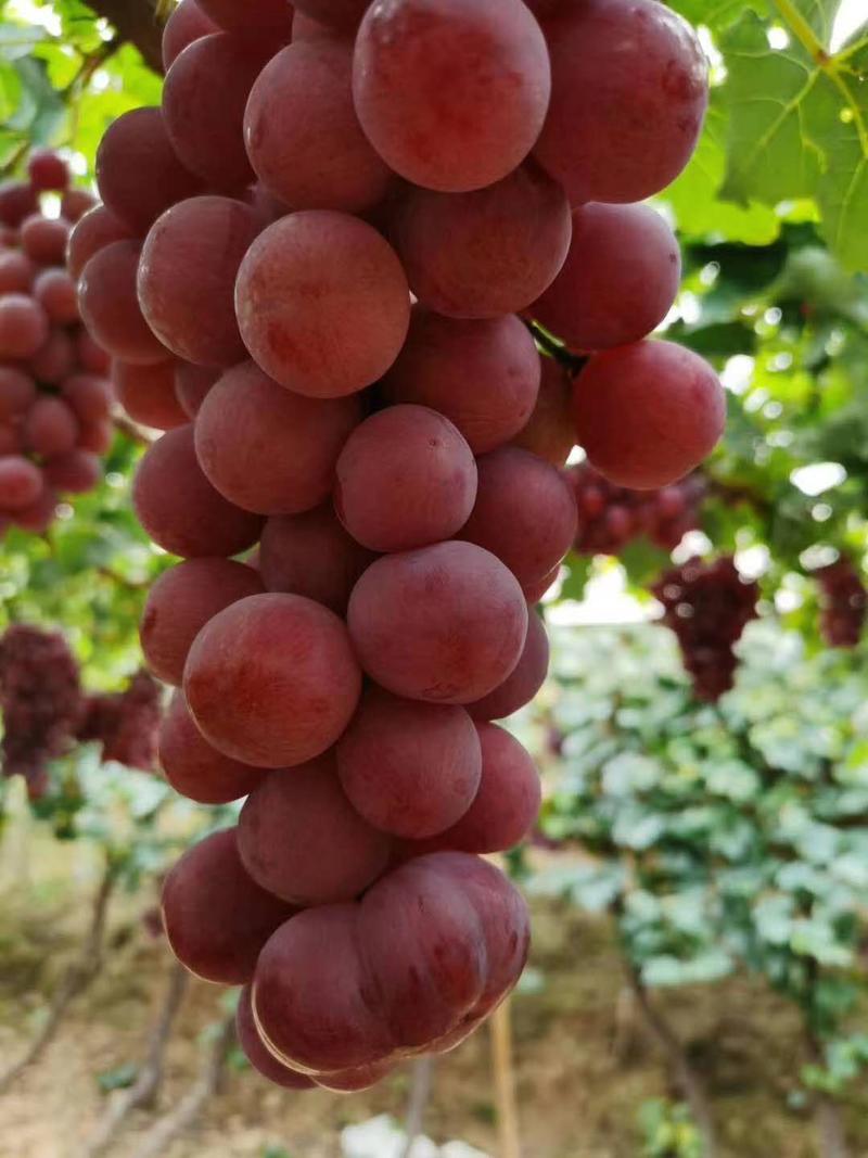 我们大美新疆的红提葡萄果大味甜货源充足欢迎采购