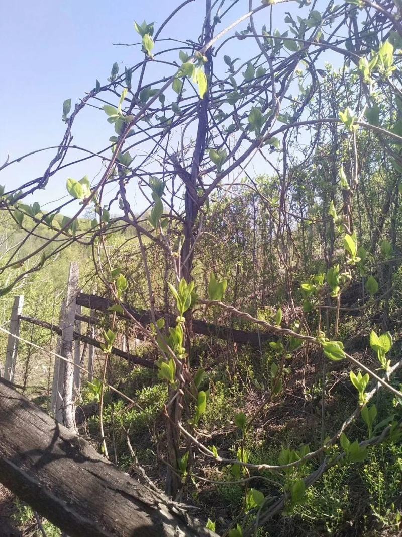 北五味子烘干干货辽五味子无硫干货药食同源