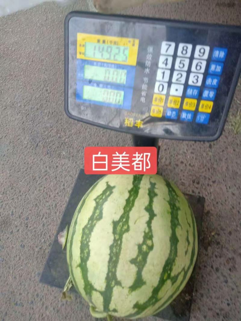西瓜苗嫁接西瓜苗产量高优质抗病美都8424