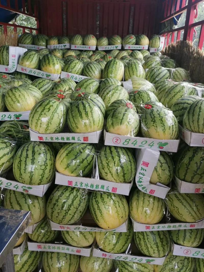 西瓜苗嫁接西瓜苗产量高优质抗病美都8424
