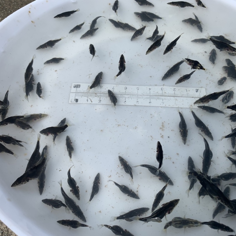 桂花鱼苗，淡水，鳜鱼，活体翘嘴鳜鱼，包邮包活到家