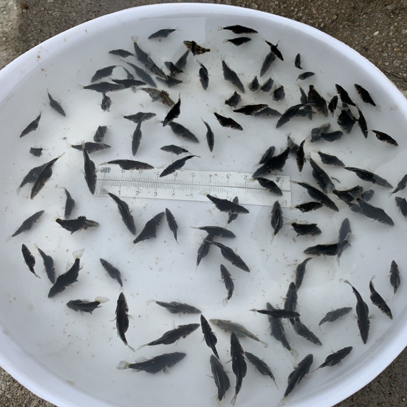 桂花鱼苗，淡水，鳜鱼，活体翘嘴鳜鱼，包邮包活到家
