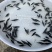 桂花鱼苗，淡水，鳜鱼，活体翘嘴鳜鱼，包邮包活到家