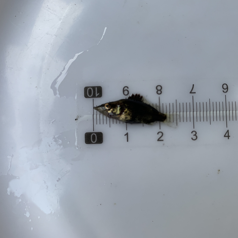 桂花鱼苗，淡水，鳜鱼，活体翘嘴鳜鱼，包邮包活到家