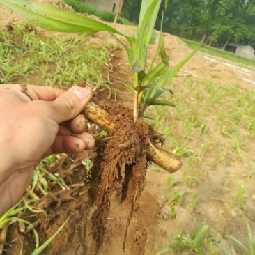 自产自销甜象草种苗脱毒苗木长期供应