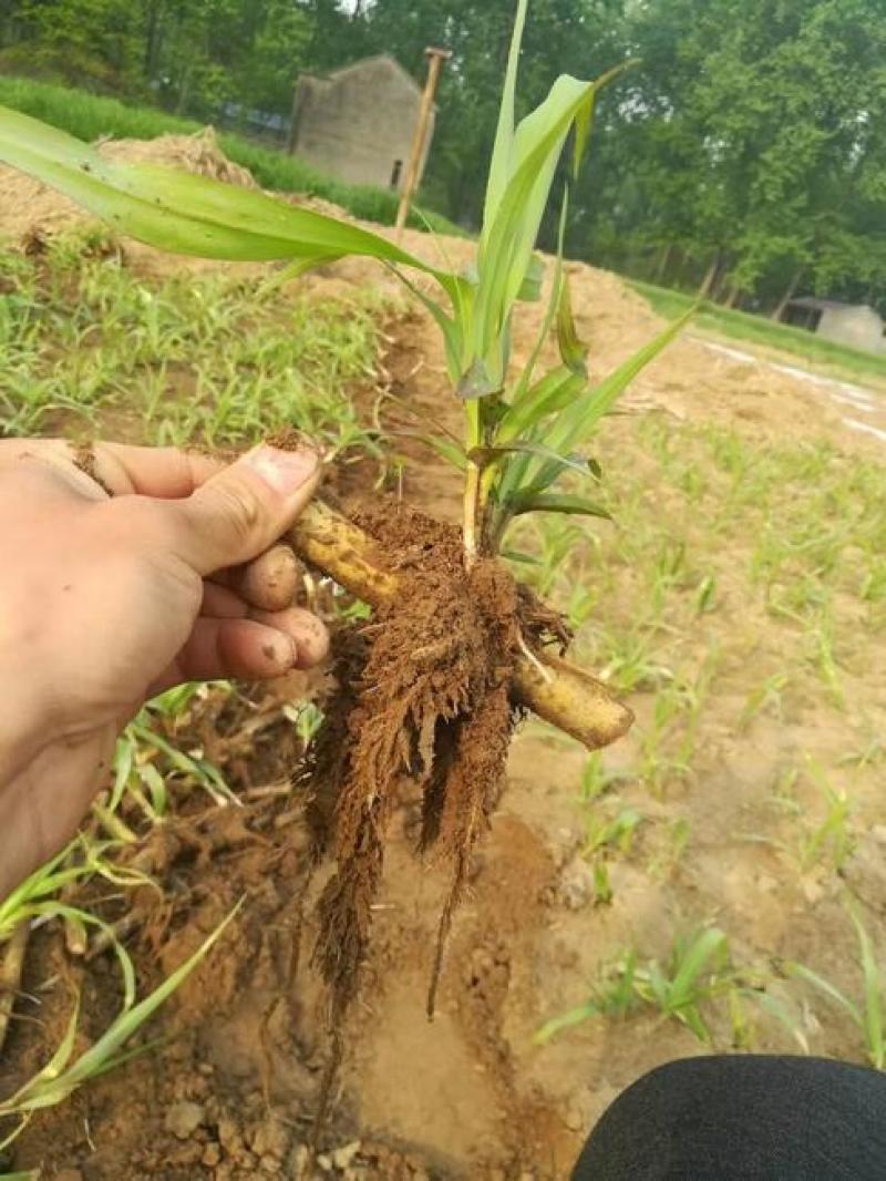 自产自销甜象草种苗脱毒苗木长期供应