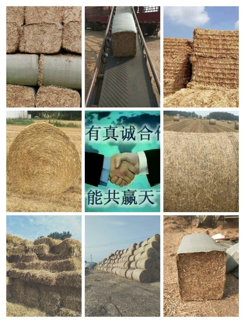 小麦秸秆:打捆、揉丝压块小麦秸秆，草场直销质量保证