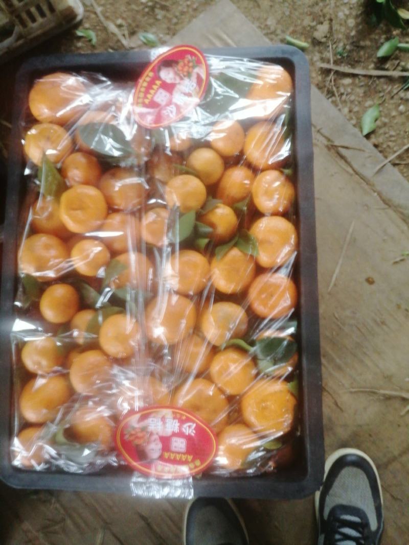 新余蜜桔，汁多籽少，口感清甜，入口无渣，大面积一手货源！