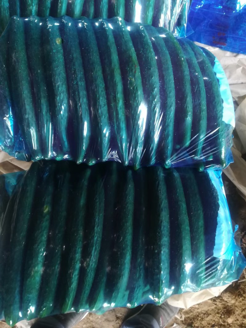 河南商丘.大棚密剌黄瓜，大量上市，代发全国，支持各种包装