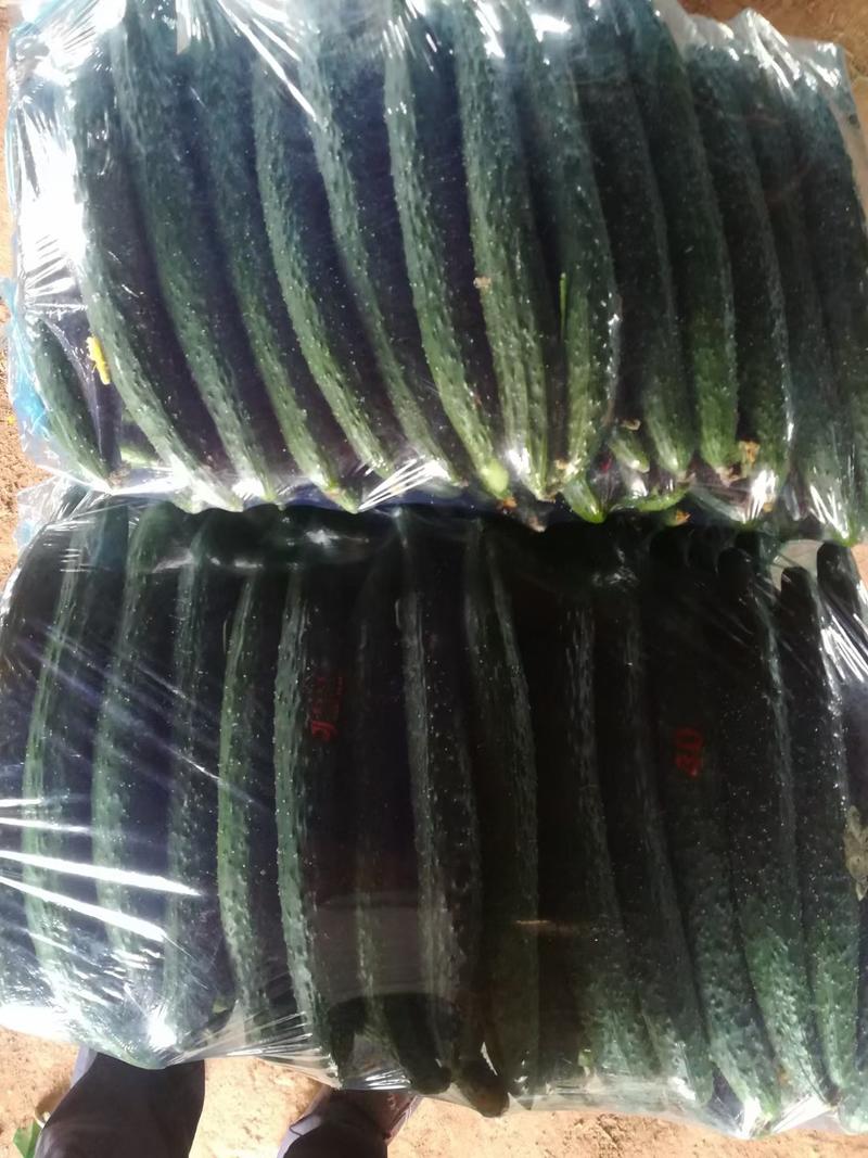 精品密刺黄瓜可供商超产地直发全国代发质量漂亮全国接单定制包装
