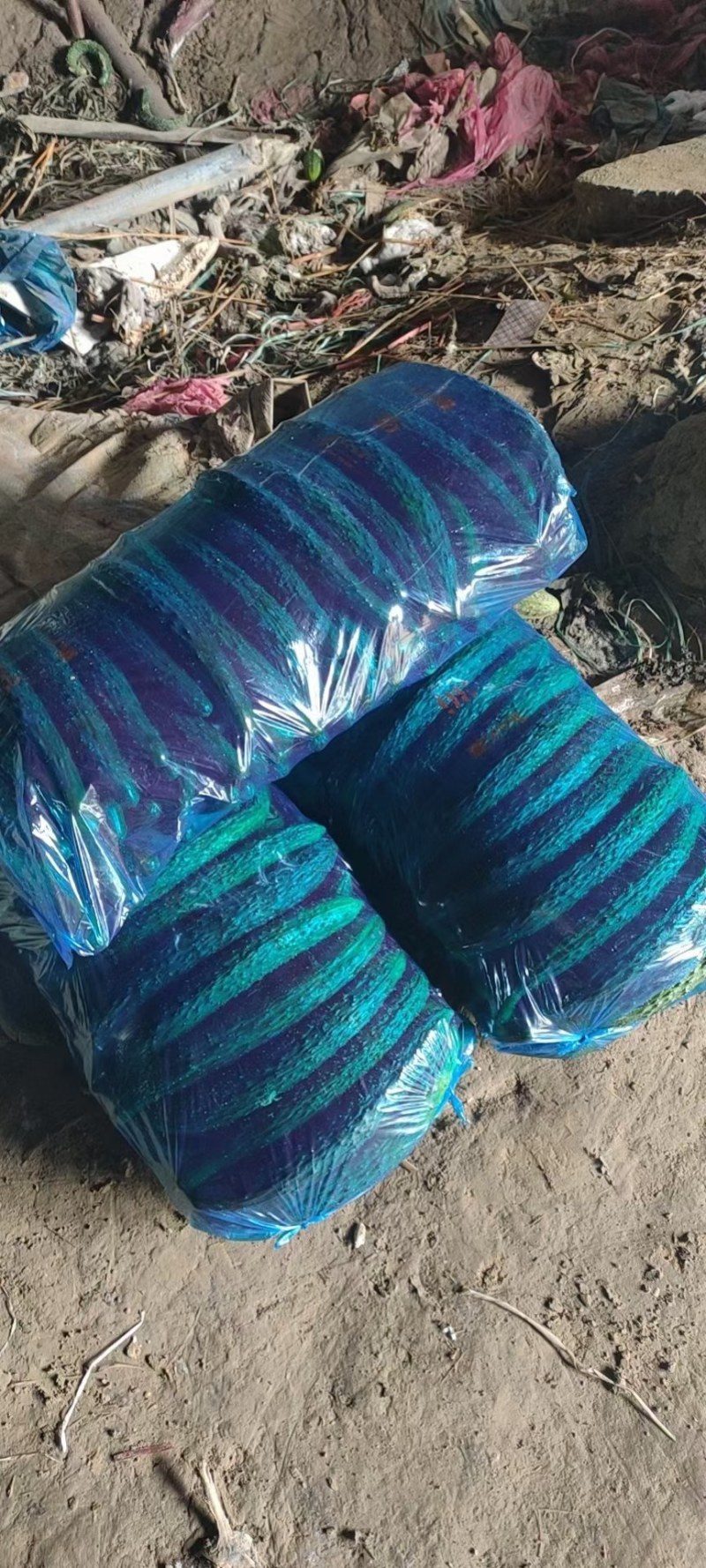 河南商丘.大棚密剌黄瓜，大量上市，代发全国，支持各种包装