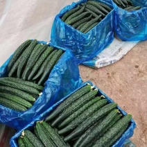 河南商丘.大棚密剌黄瓜，大量上市，代发全国，支持各种包装