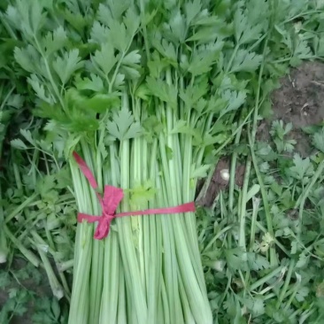 精品大棚西芹，大量供应，一手货源，全国发货，质量保证。