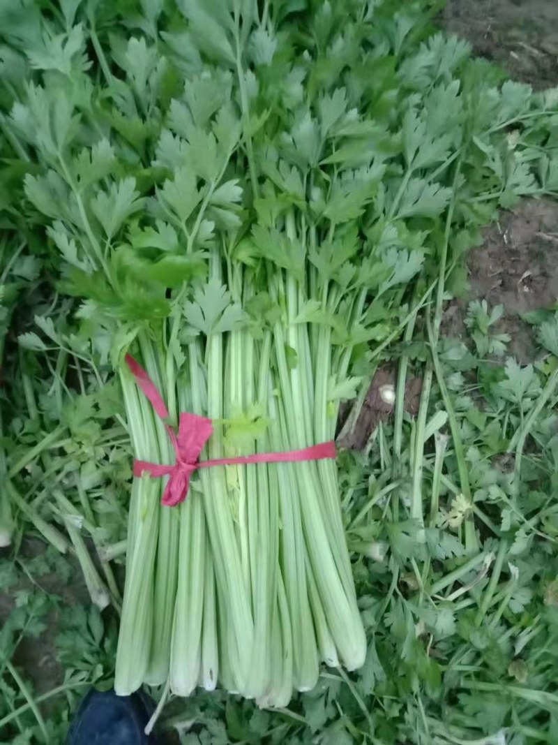 精品大棚西芹，大量供应，一手货源，全国发货，质量保证。