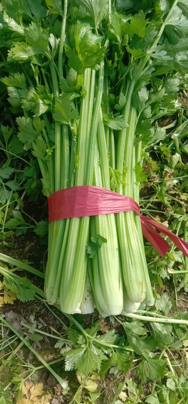 精品大棚西芹，大量供应，一手货源，全国发货，质量保证。