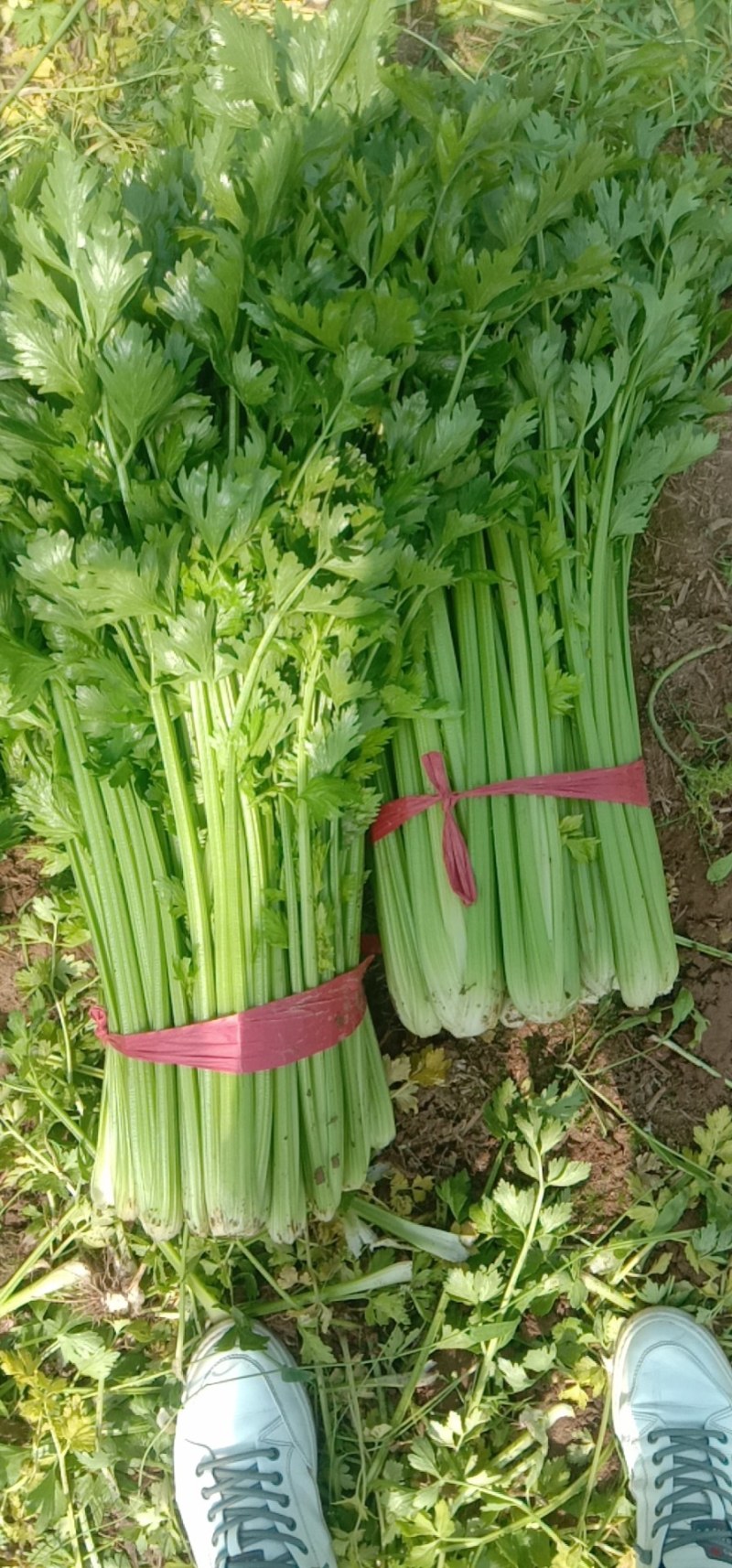 精品大棚西芹，大量供应，一手货源，全国发货，质量保证。