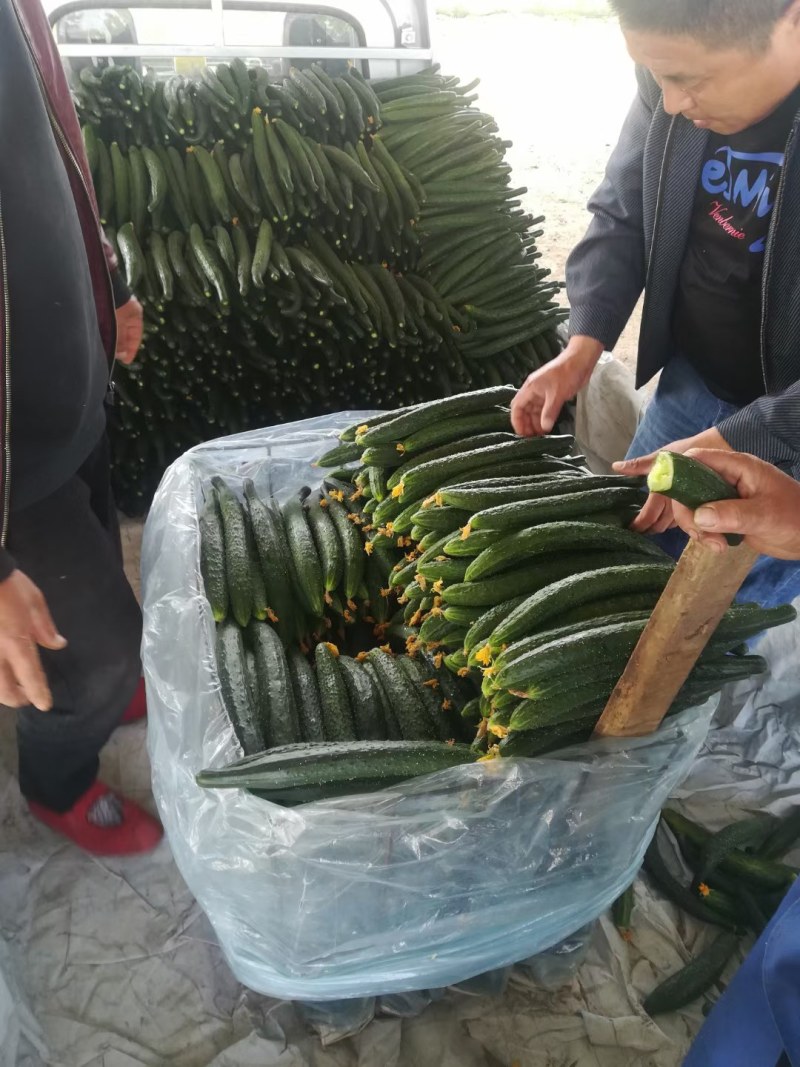河南商丘产区，精品黄瓜，代发全国市场，支持各种包装。