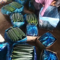 河南商丘产区，精品黄瓜，代发全国市场，支持各种包装。