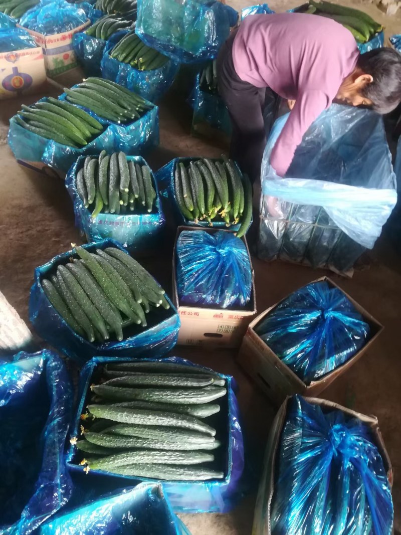 河南商丘产区，精品黄瓜，代发全国市场，支持各种包装。
