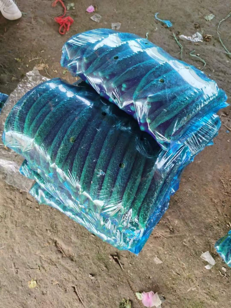 河南商丘产区，精品黄瓜，代发全国市场，支持各种包装。