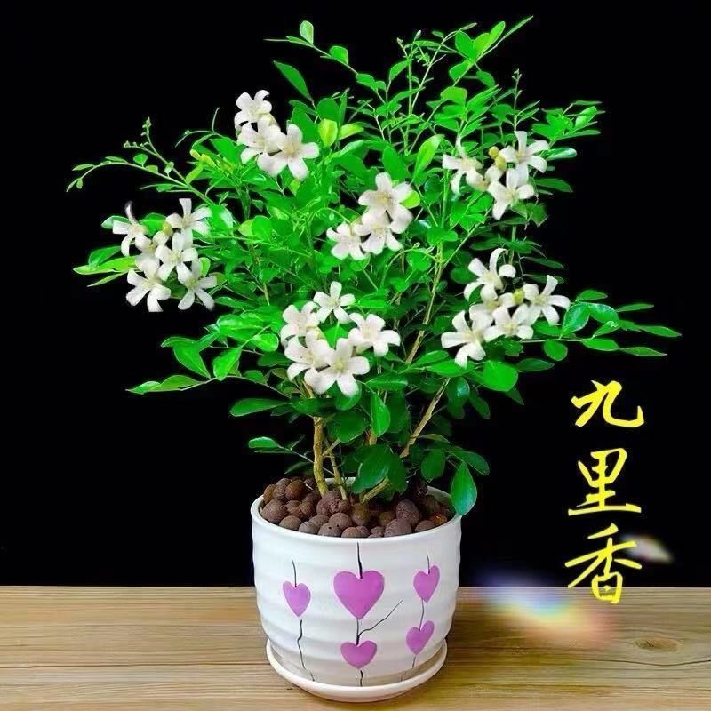 小灌木七里香种子千里香万里香九秋香九树香护坡四季可播