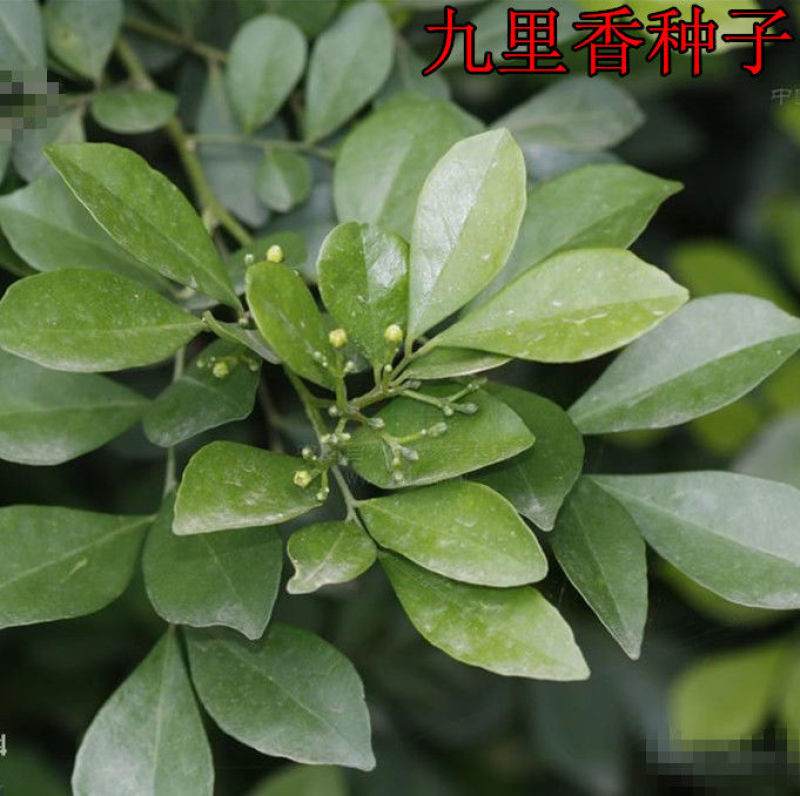 小灌木七里香种子千里香万里香九秋香九树香护坡四季可播