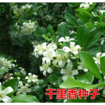 小灌木七里香种子千里香万里香九秋香九树香护坡四季可播