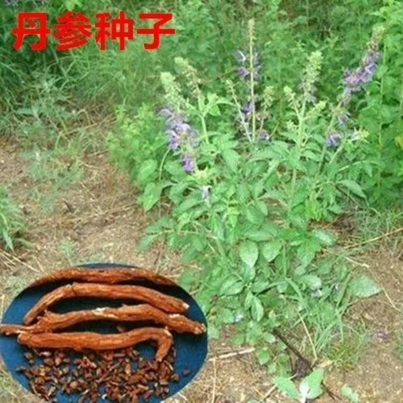 新丹参种子散装药材血参种苗紫丹参种籽四季播包邮发芽率高
