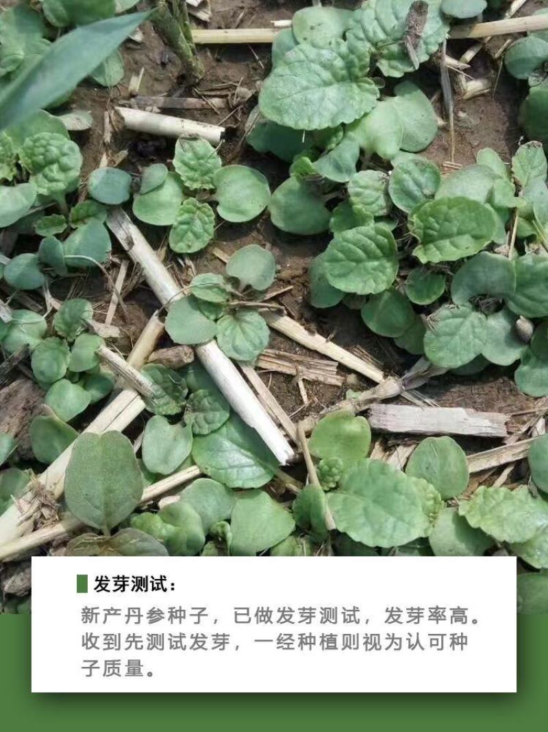 新丹参种子散装药材血参种苗紫丹参种籽四季播包邮发芽率高