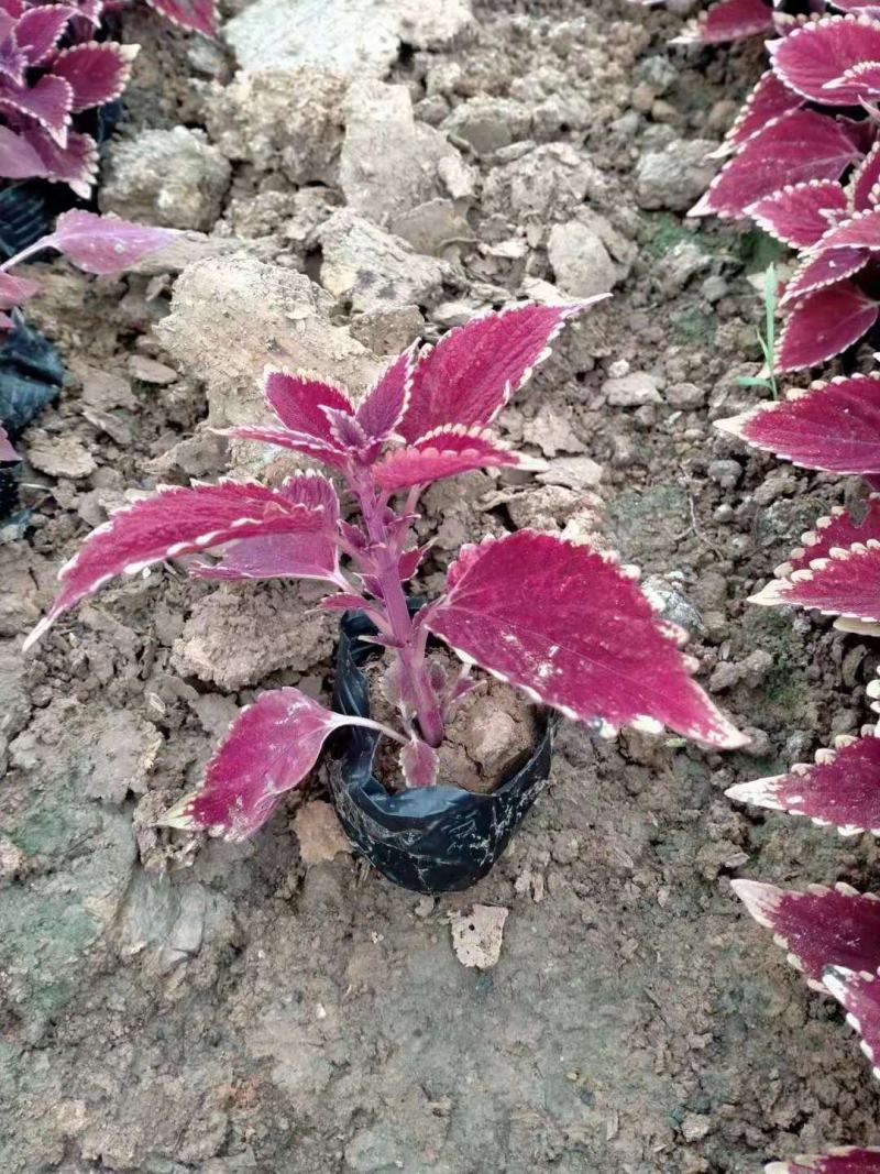 火焰彩叶草双色盆彩叶草营养钵彩叶草
