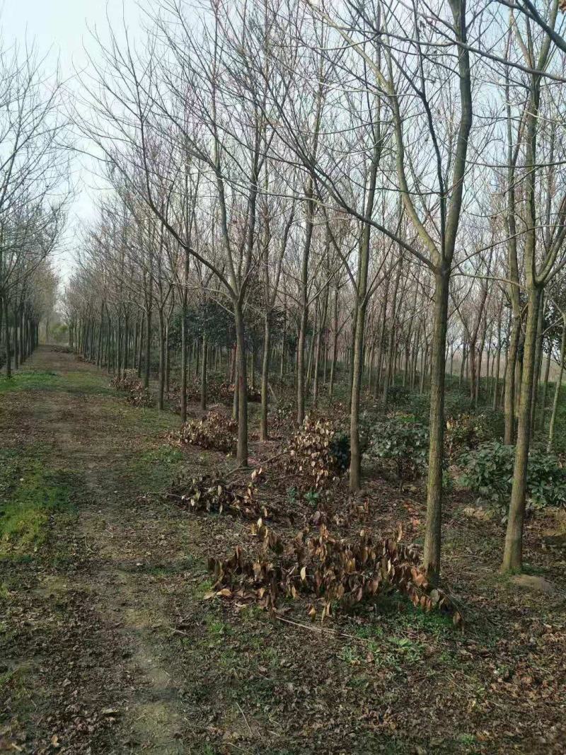 重阳木15公分重阳木12公分重阳木5000棵