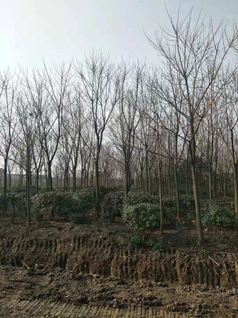 重阳木15公分重阳木12公分重阳木5000棵