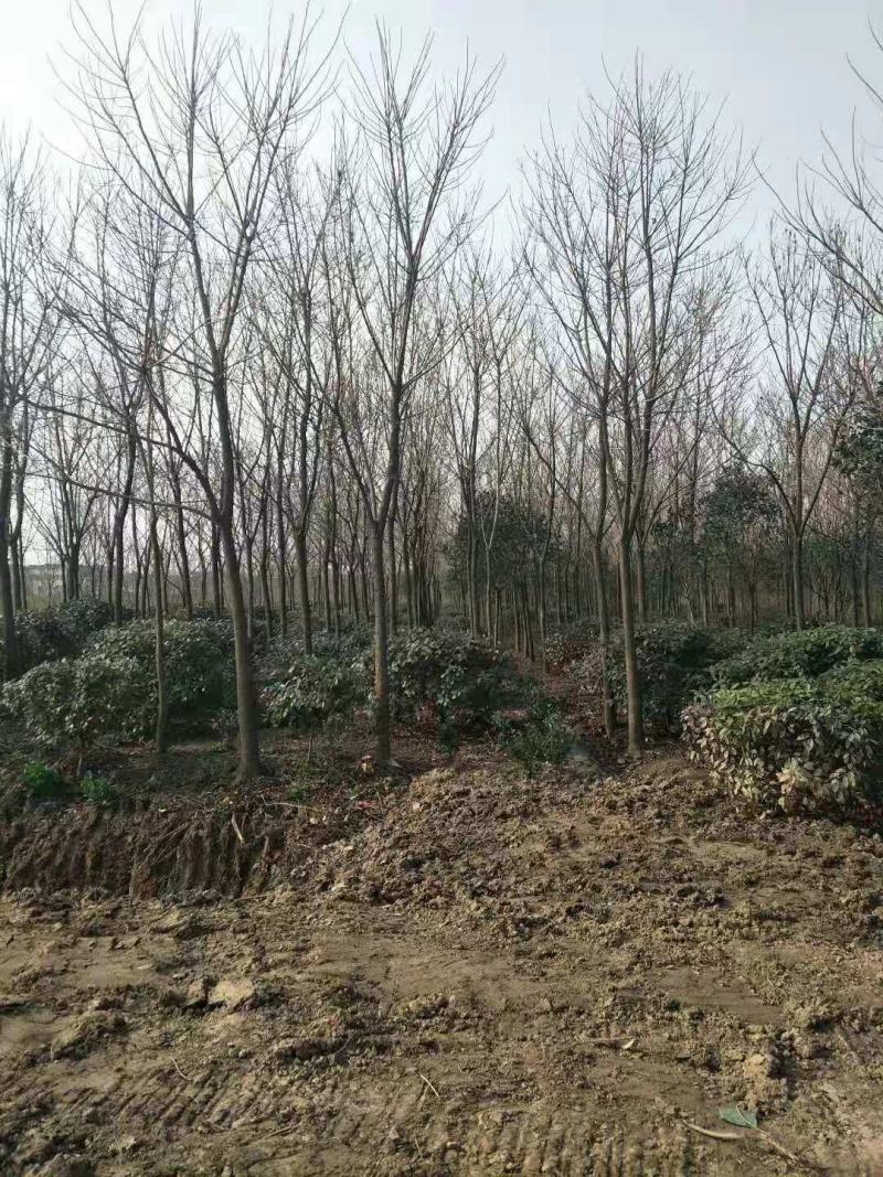 重阳木15公分重阳木12公分重阳木5000棵