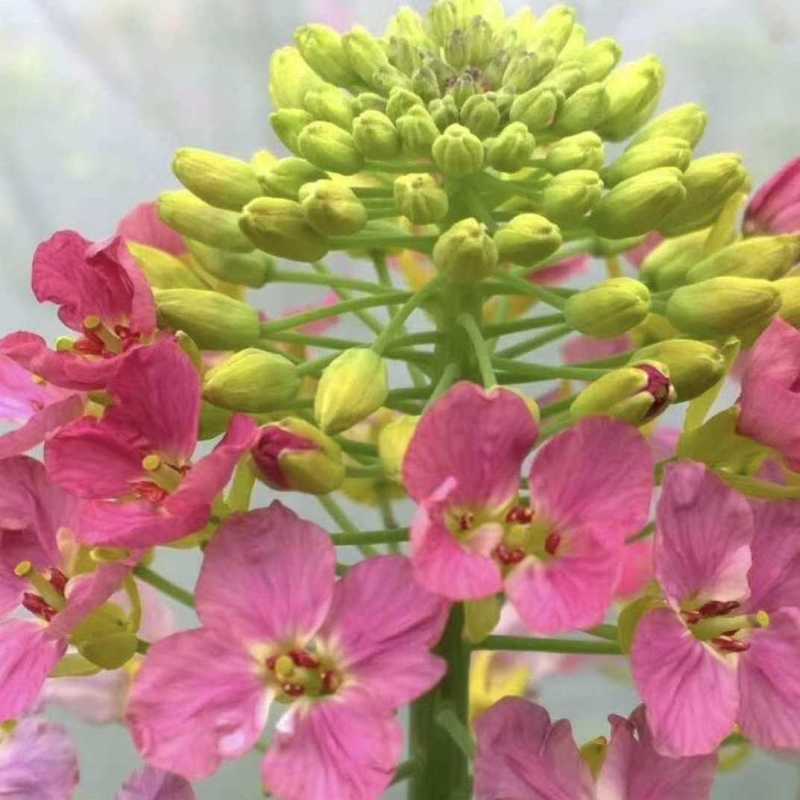 彩色油菜花种子四季易活耐寒观赏花海七彩高产油菜籽绿肥种籽