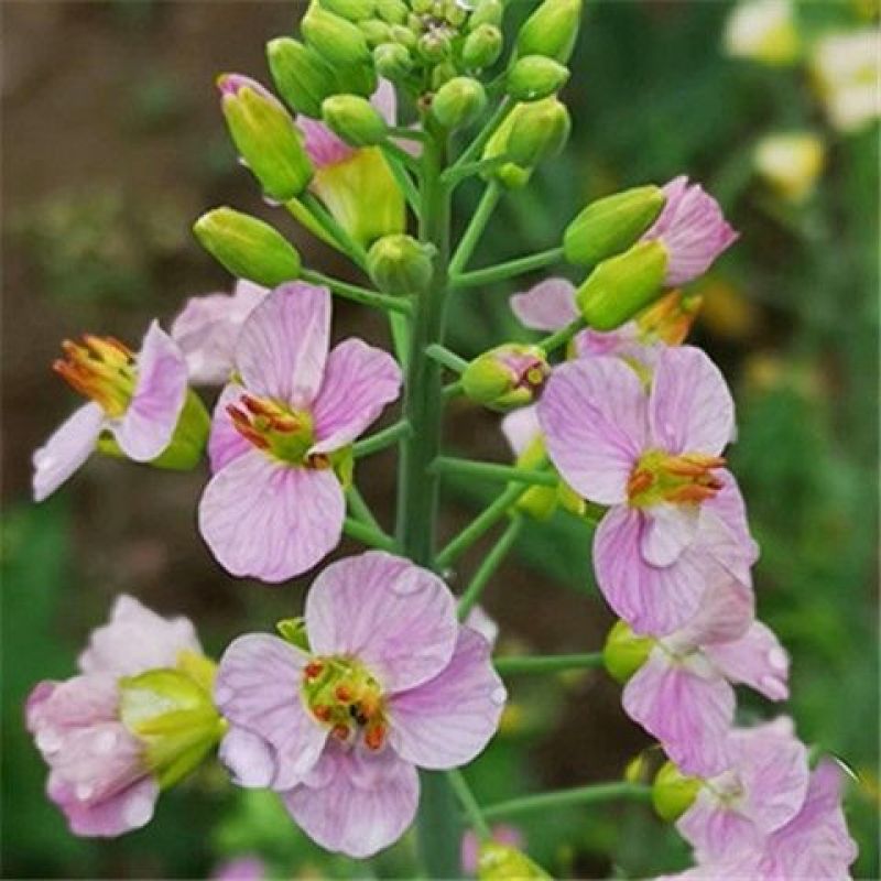 彩色油菜花种子四季易活耐寒观赏花海七彩高产油菜籽绿肥种籽