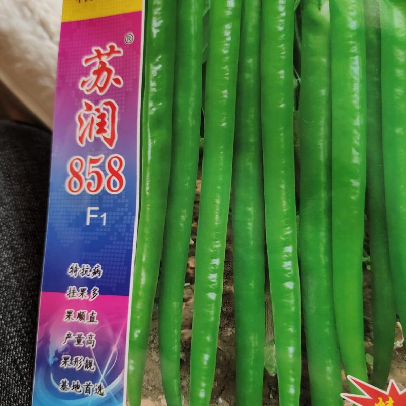 苏润858辣椒种子，抗病挂果多，果顺直，产量高，果型靓