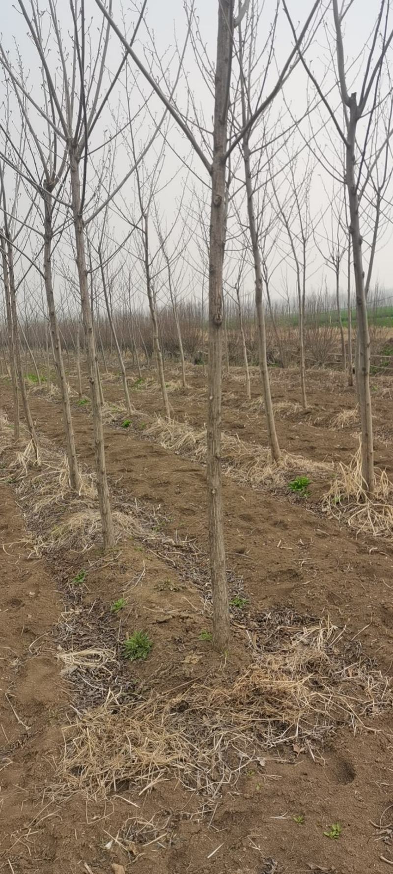 优质2-30公分枫杨规格齐全，存活率高，沭阳基地直发