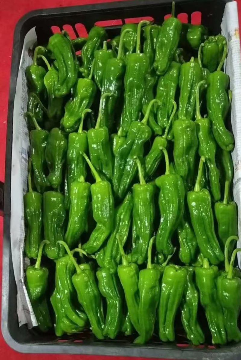 精质188辣椒种子，精质188辣椒种子，精质188辣椒种