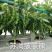 苏润种业858特长果线椒种子，早熟绿色线椒，线椒条椒种子