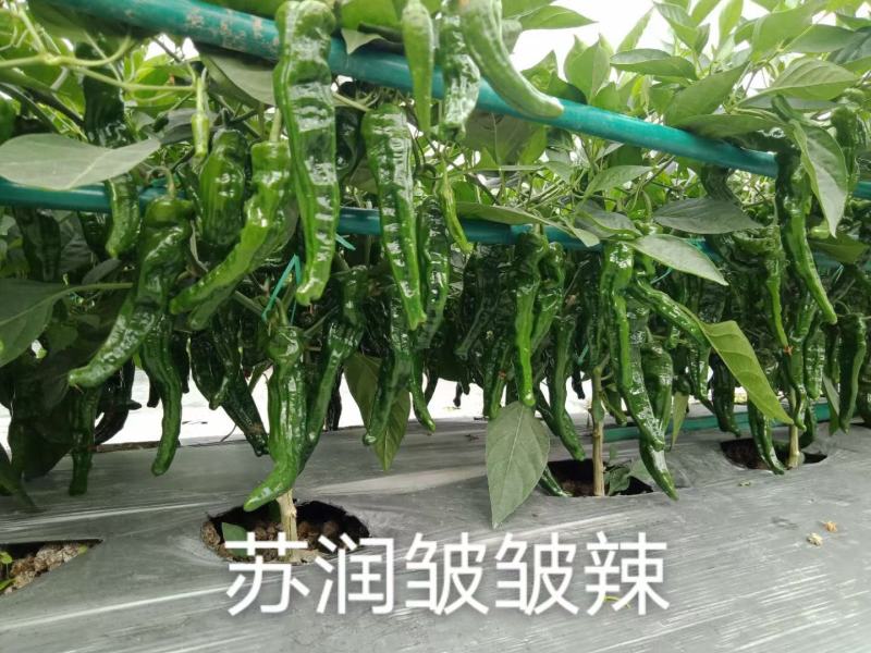 苏润种业858特长果线椒种子，早熟绿色线椒，线椒条椒种子