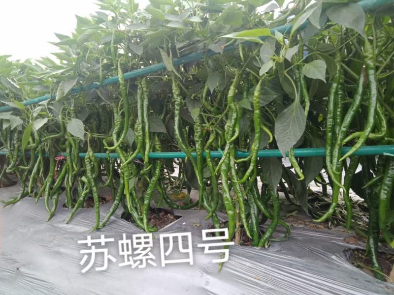 苏螺四号辣椒种子，产量高，品质佳，螺丝线椒种子