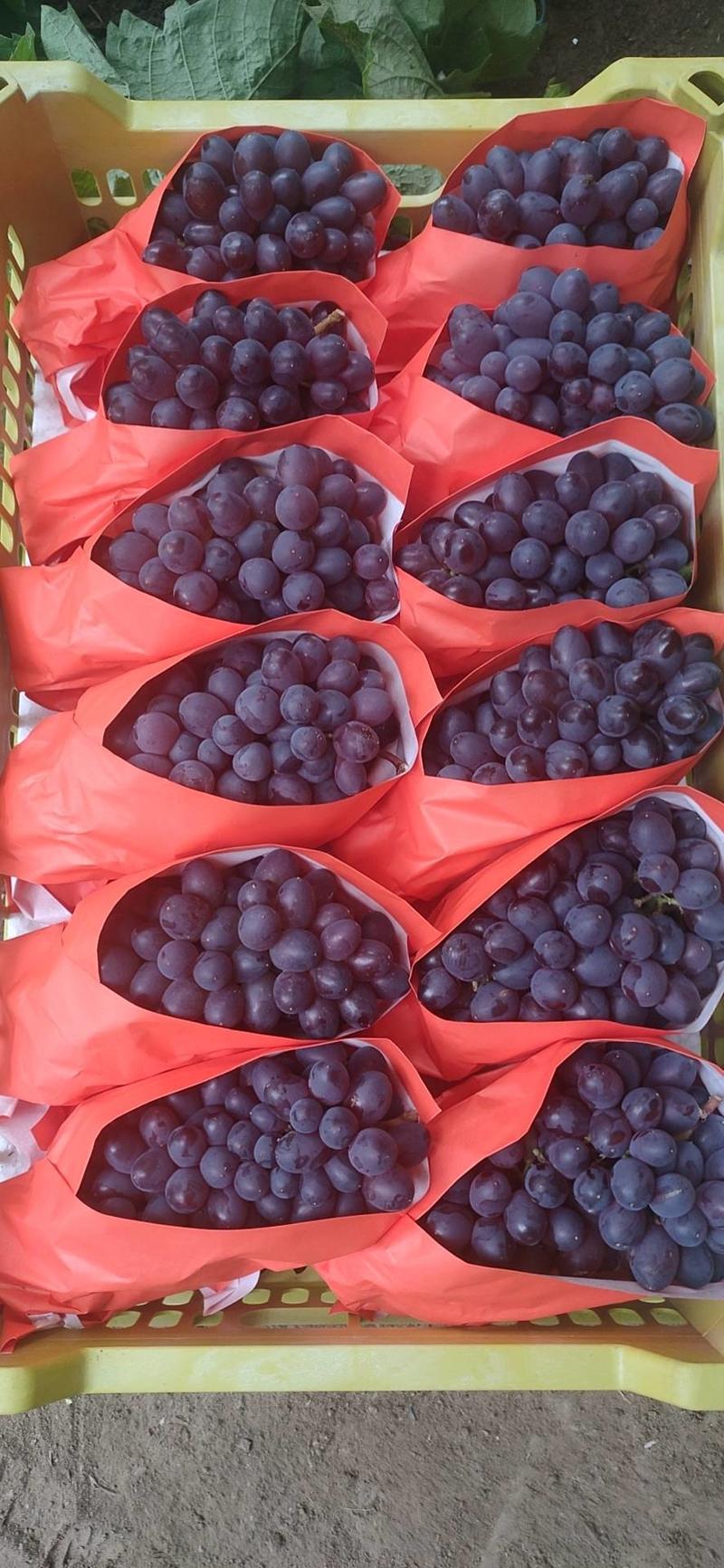 辽宁玫瑰香葡萄大量上市糖度达到24以上口感香甜的一款葡萄