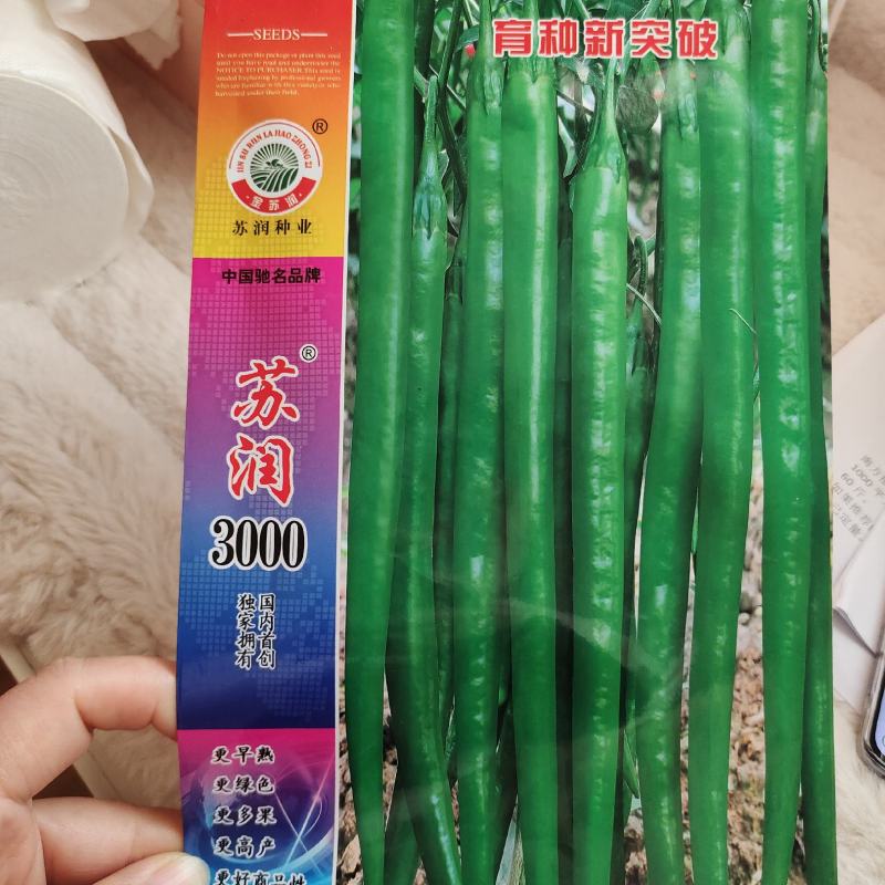 苏螺四号辣椒种子，产量高，品质佳，螺丝线椒种子