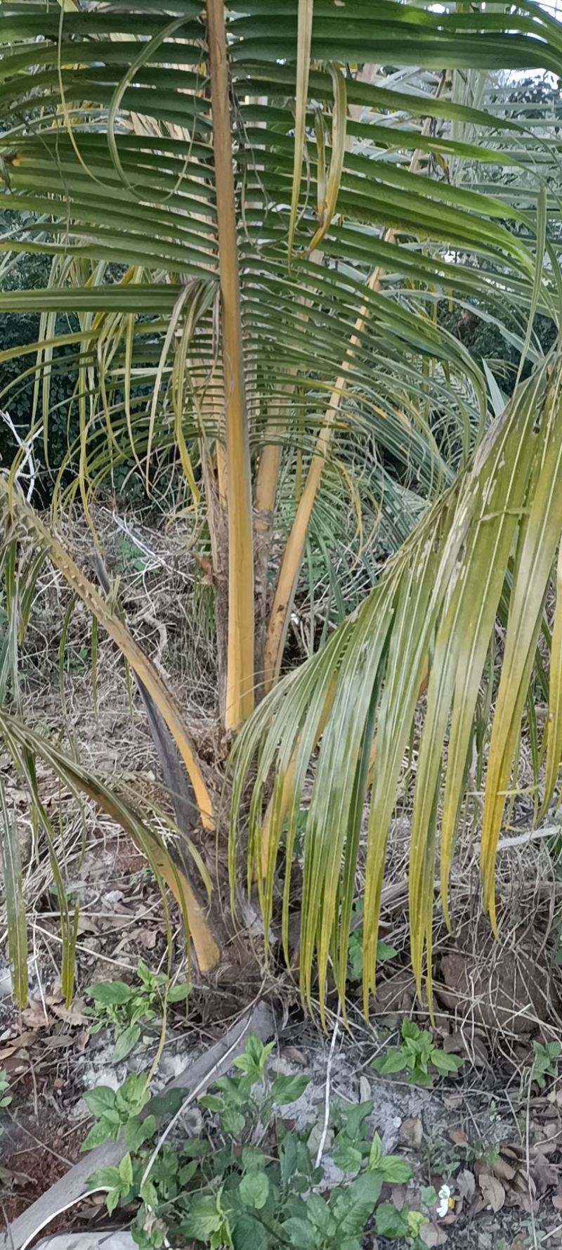 椰子苗，海南红椰子苗，阳光正品