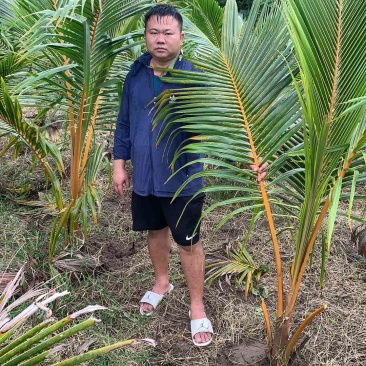 椰子苗，海南红椰子苗，阳光正品