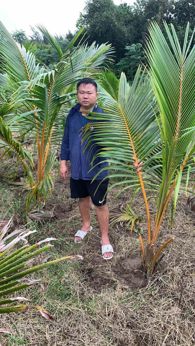 椰子苗，海南红椰子苗，阳光正品