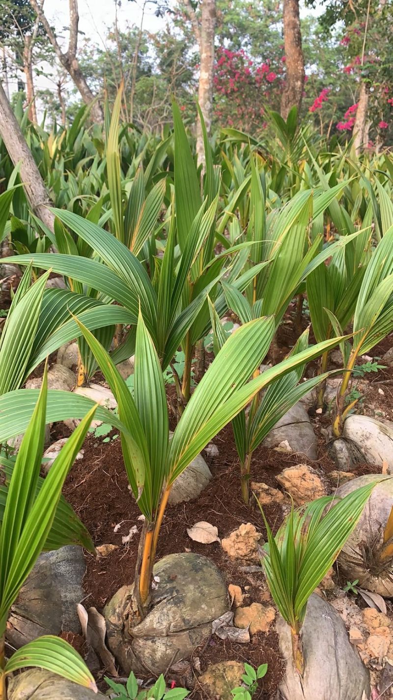 椰子苗，海南红椰子苗，阳光正品