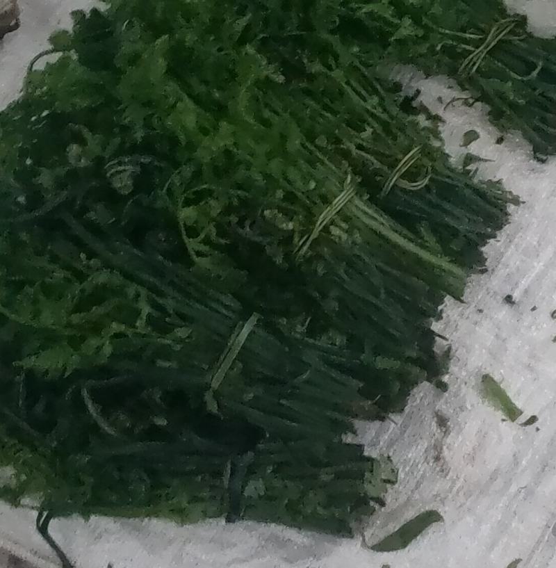 臭菜（刺菜）龙爪菜，刺芫荽（老缅香菜）地方野菜