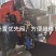 zl920小牛牛系列装载机小铲车，养殖场老板必备