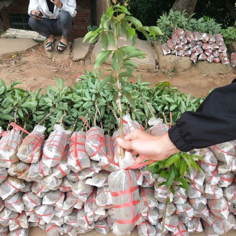 新品种仙进奉荔枝紫皮冰荔桂味妃子笑荔枝王南北可种